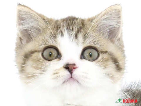 茨城県のブリティッシュショートヘアー (コジマイーアスつくば店/2024年1月28日生まれ/女の子/ブラウンタビーホワイト)の子猫
