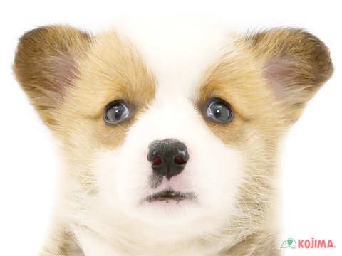 千葉県のウェルシュコーギーペンブローク (コジマ四街道店/2024年2月13日生まれ/男の子/セーブルホワイト)の子犬