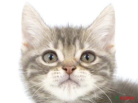 東京都のアメリカンショートヘアー (コジマアリオ亀有店/2024年2月5日生まれ/男の子/ブルータビー)の子猫