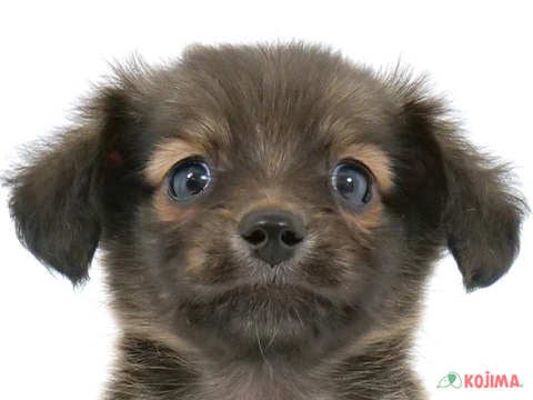 東京都のチワックス(チワワ×ダックス) (コジマ国領店/2024年2月17日生まれ/男の子/フォーン)の子犬