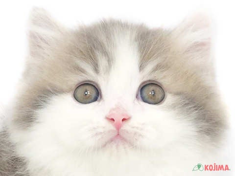 東京都のマンチカン (コジマGRAND亀戸店/2024年2月18日生まれ/男の子/ブルータビーホワイト)の子猫