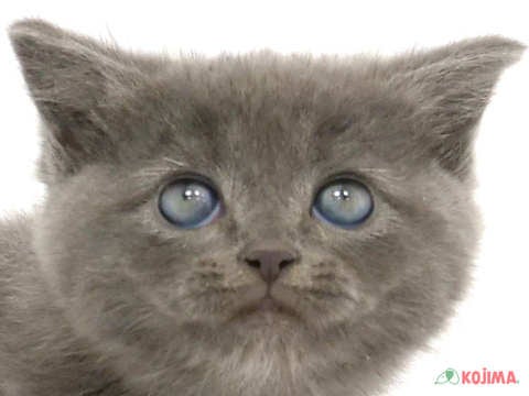埼玉県のマンチカン (コジマ戸田公園店/2024年2月18日生まれ/男の子/ブルータビー)の子猫