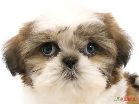 兵庫県のシーズー (コジマ明石店/2024年2月14日生まれ/男の子/ゴールドホワイト)の子犬