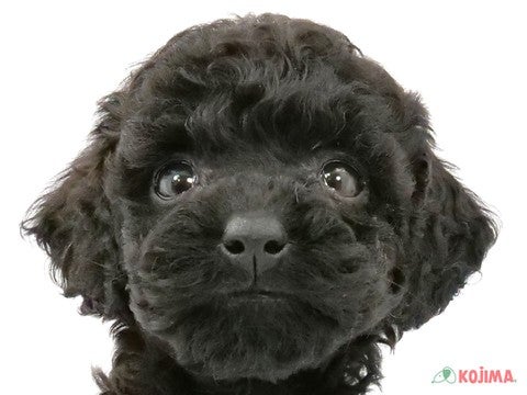 埼玉県のマルプー(マルチーズ×プードル) (コジマ浦和店/2024年2月16日生まれ/女の子/ブラック)の子犬