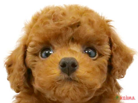 兵庫県のトイプードル(トイ) (コジマ明石店/2024年2月17日生まれ/男の子/レッド)の子犬