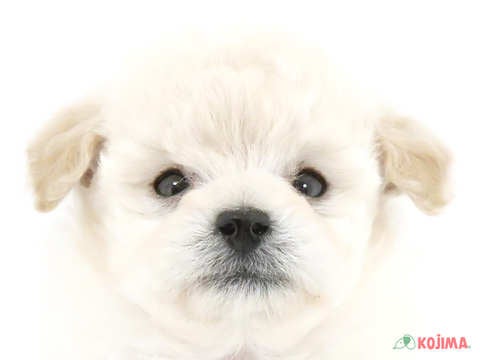 東京都のトイプードル(トイ) (コジマアリオ北砂店/2024年2月18日生まれ/男の子/ホワイト)の子犬