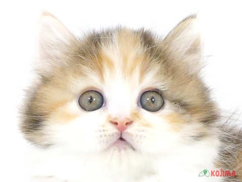 東京都のマンチカン (コジマGRAND亀戸店/2024年2月18日生まれ/女の子/ブラウンパッチドタビーホワイト)の子猫