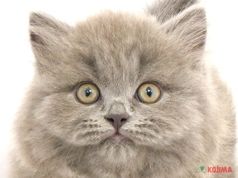 千葉県のブリティッシュロングヘアー (コジマアリオ柏店/2024年2月16日生まれ/女の子/ブルー)の子猫