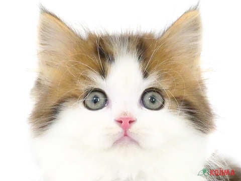 東京都のラガマフィン (コジマ目黒店/2024年2月17日生まれ/男の子/ブラウンタビーホワイト)の子猫