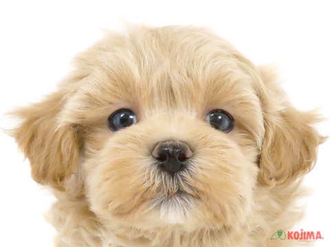 東京都のマルプー(マルチーズ×プードル) (コジマ府中店/2024年2月17日生まれ/男の子/アプリコット)の子犬
