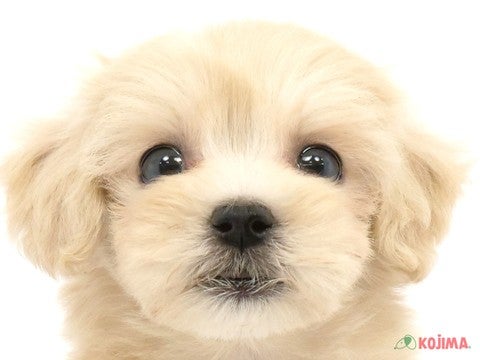 埼玉県のマルプー(マルチーズ×プードル) (コジマ浦和店/2024年2月19日生まれ/女の子/アプリコット)の子犬