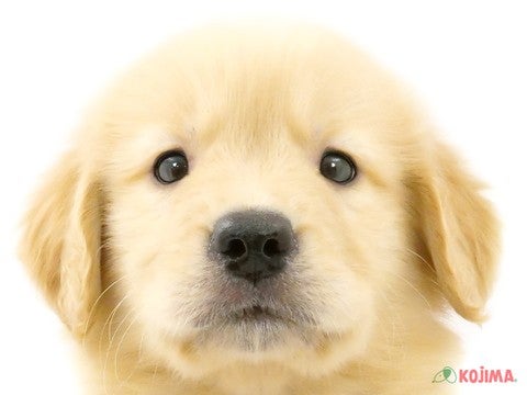 東京都のゴールデンレトリバー (コジマアリオ北砂店/2024年2月18日生まれ/男の子/ゴールデン)の子犬