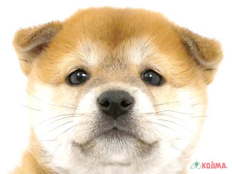 埼玉県の柴犬(標準サイズ) (コジマモラージュ菖蒲店/2024年2月17日生まれ/女の子/赤)の子犬