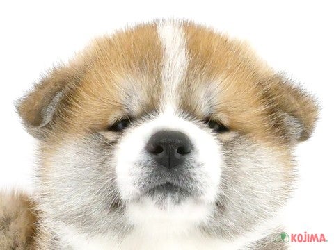 2024年2月10日生まれの秋田犬の1枚目の写真