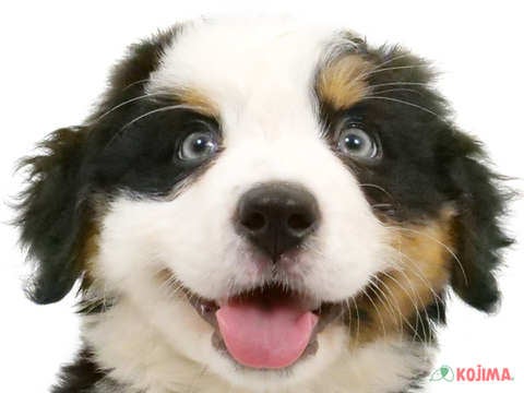 千葉県のバーニーズマウンテンドッグ (コジマアリオ柏店/2024年2月16日生まれ/女の子/ブラックラストホワイト)の子犬
