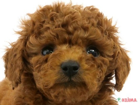 茨城県のトイプードル(トイ) (コジマイーアスつくば店/2024年2月17日生まれ/男の子/レッド)の子犬