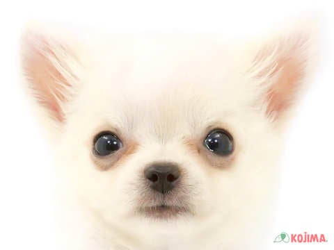 東京都のチワワ(ロング) (コジマ国領店/2024年2月15日生まれ/男の子/クリーム)の子犬
