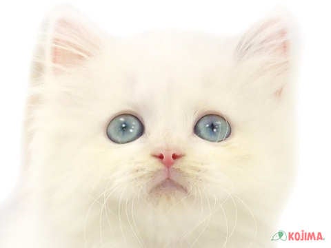 2024年2月2日生まれのハーフ猫の1枚目の写真