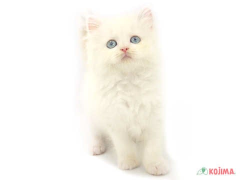 2024年2月2日生まれのハーフ猫の2枚目の写真