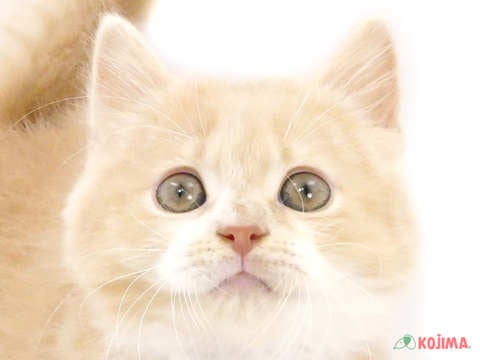 京都府のマンチカン (コジマ京都店/2024年2月4日生まれ/男の子/クリームタビーホワイト)の子猫