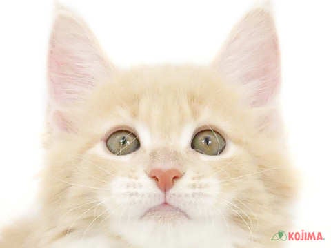 東京都のメインクーン (コジマアリオ北砂店/2024年2月18日生まれ/男の子/クリームタビーホワイト)の子猫