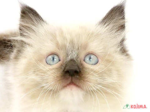 東京都のラグドール (コジマ国分寺店/2024年2月14日生まれ/女の子/シールポイントミテッド)の子猫