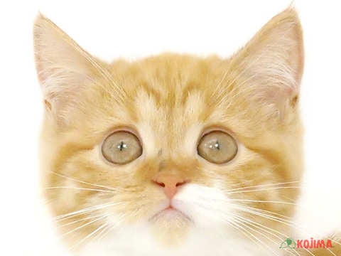 千葉県のスコティッシュストレート (コジマアリオ蘇我店/2024年2月15日生まれ/女の子/レッドマッカレルタビーホワイト)の子猫