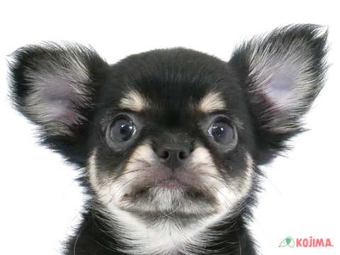 東京都のチワワ(ロング) (コジマ木場店/2024年2月18日生まれ/男の子/ブラックタンホワイト)の子犬