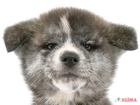 2024年2月9日生まれの秋田犬の1枚目の写真