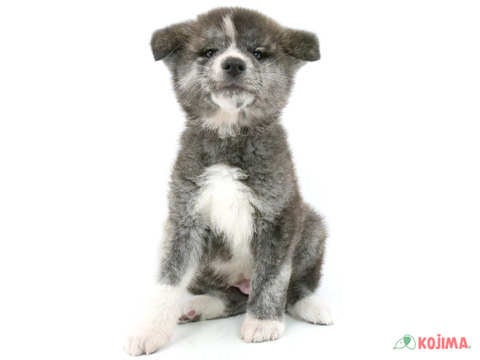 2024年2月9日生まれの秋田犬の2枚目の写真