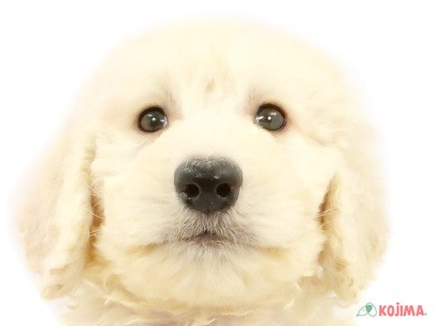 東京都のスタンダードプードル (コジマ木場店/2024年2月17日生まれ/男の子/クリーム)の子犬
