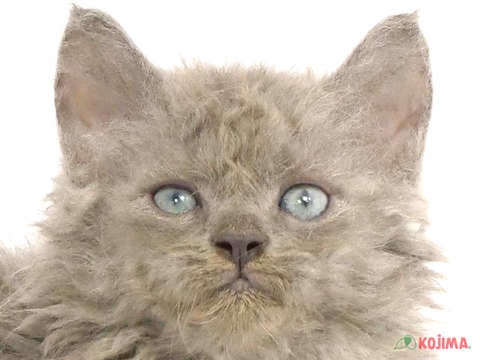 神奈川県のセルカークレックス (コジマベイタウン横浜本牧店/2024年2月17日生まれ/男の子/ブルー)の子猫