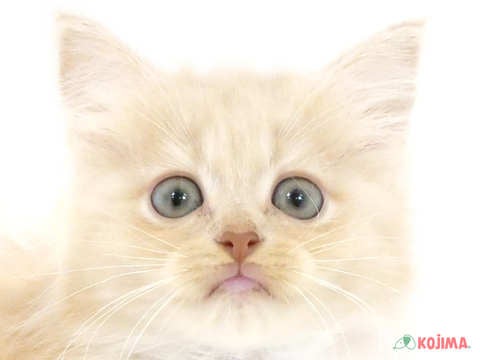 東京都のサイベリアン (コジマ足立店/2024年2月12日生まれ/女の子/クリームタビーホワイト)の子猫