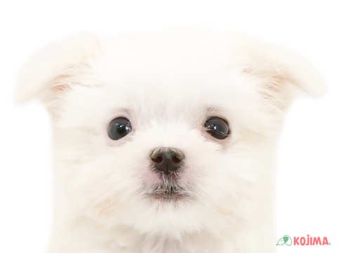 東京都のマルチーズ (コジマ国分寺店/2024年2月8日生まれ/男の子/ホワイト)の子犬