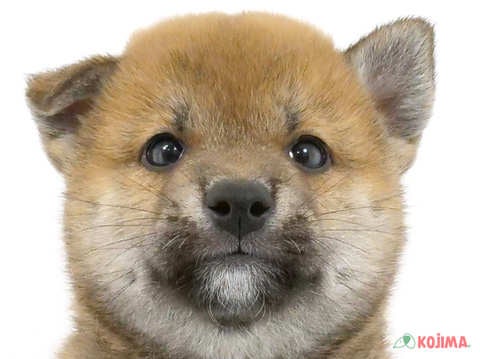 東京都の柴犬(標準サイズ) (コジマ両国店/2024年2月19日生まれ/男の子/赤)の子犬