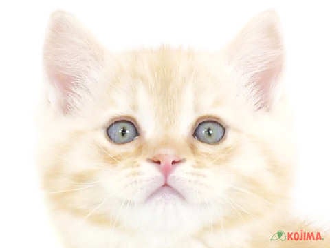 東京都のマンチカン (コジマ国分寺店/2024年2月18日生まれ/男の子/クリームタビー)の子猫