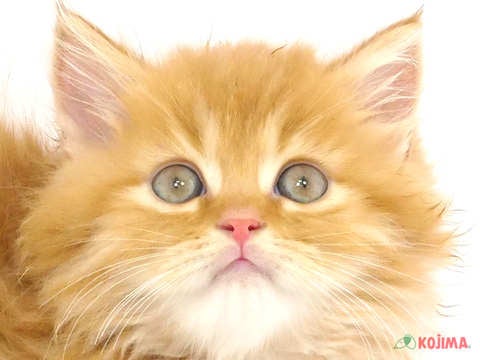 東京都のミヌエット (コジマ目黒碑文谷店/2024年2月20日生まれ/男の子/レッドタビー)の子猫