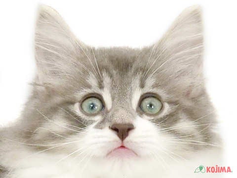 埼玉県のノルウェージャンフォレストキャット (コジマ浦和店/2024年2月17日生まれ/男の子/ブルータビーホワイト)の子猫