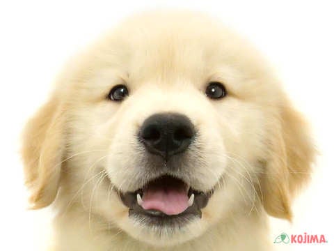 千葉県のゴールデンレトリバー (コジマ四街道店/2024年2月11日生まれ/男の子/ゴールデン)の子犬