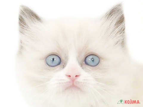 神奈川県のラグドール (コジマニトリモール相模原店/2024年2月19日生まれ/女の子/ブルーポイントバイカラー)の子猫