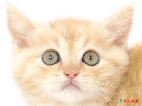 東京都のミヌエット (コジマアリオ北砂店/2024年2月20日生まれ/男の子/クリームタビーホワイト)の子猫