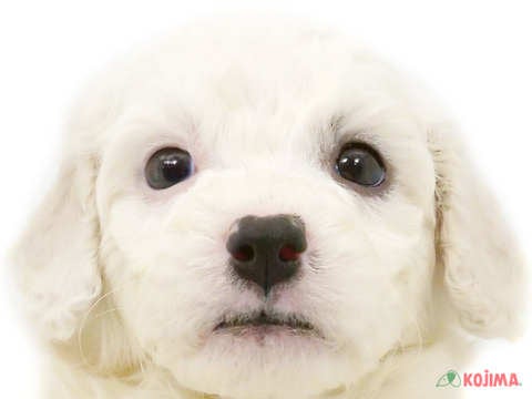 埼玉県のビションフリーゼ (コジマ浦和店/2024年2月18日生まれ/男の子/ホワイト)の子犬