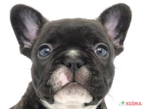 千葉県のフレンチブルドッグ (コジマアリオ市原店/2024年2月20日生まれ/女の子/ブリンドル)の子犬