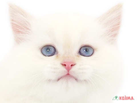 東京都のマンチカン (コジマ国領店/2024年2月18日生まれ/女の子/レッドポイント)の子猫