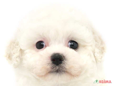 神奈川県のビションフリーゼ (コジマアリオ橋本店/2024年2月18日生まれ/女の子/ホワイト)の子犬