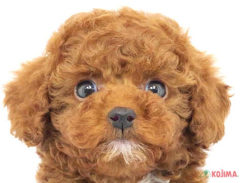 東京都のトイプードル(トイ) (コジマ国領店/2024年2月13日生まれ/男の子/レッドフォーン)の子犬