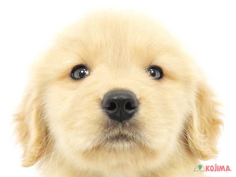東京都のゴールデンレトリバー (コジマ府中店/2024年2月17日生まれ/男の子/ゴールデン)の子犬