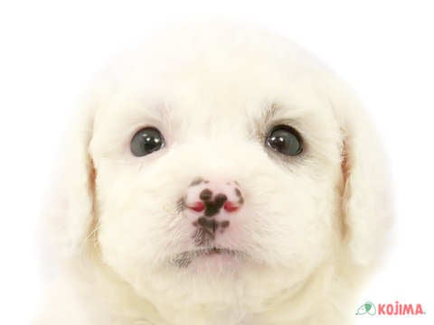東京都のビションフリーゼ (コジマ高井戸店/2024年2月18日生まれ/男の子/ホワイト)の子犬
