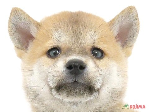 埼玉県の柴犬(標準サイズ) (コジマ三郷店/2024年2月20日生まれ/男の子/赤)の子犬