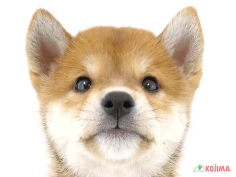 千葉県の柴犬(標準サイズ) (コジマ四街道店/2024年2月20日生まれ/男の子/赤)の子犬